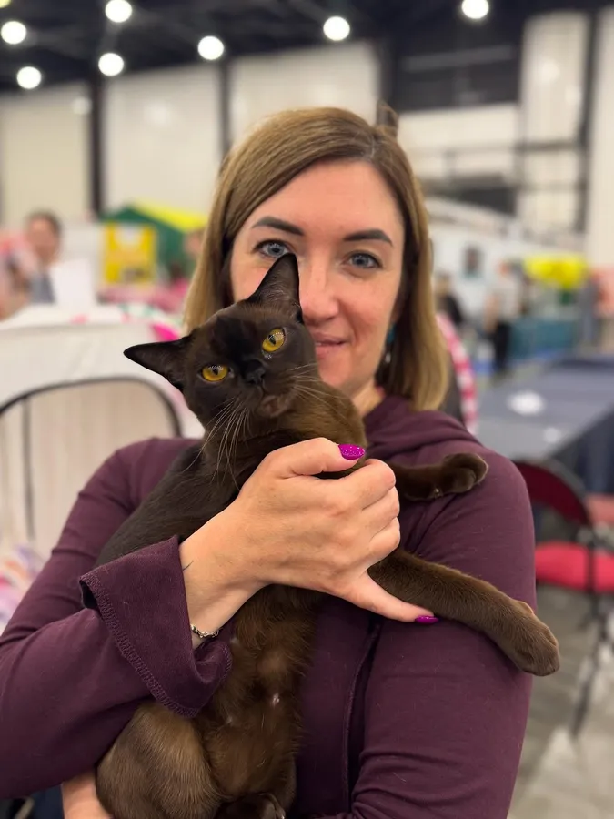 Кошка бурма