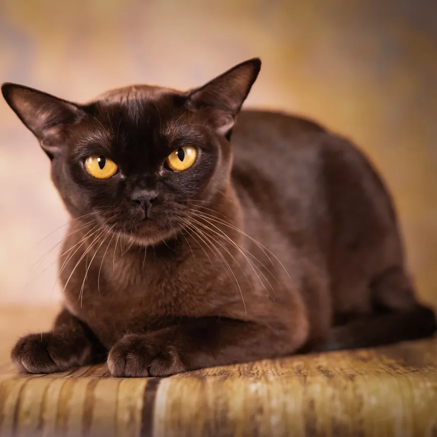 Выставка кошек