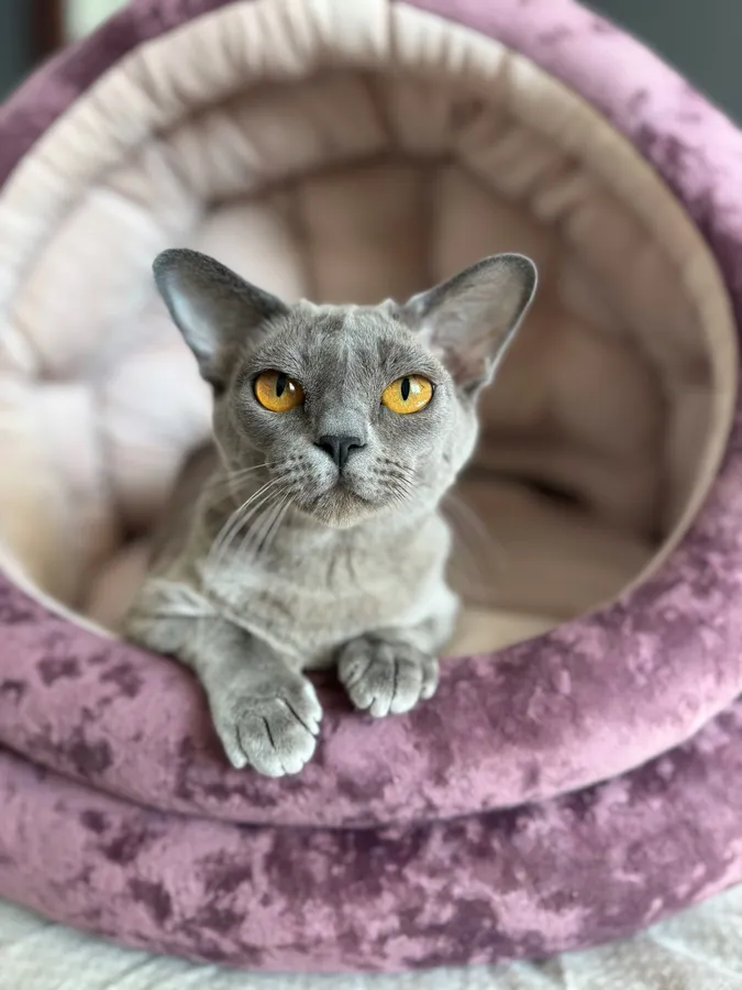 Бурманская кошка питомника BurmStyle*RU