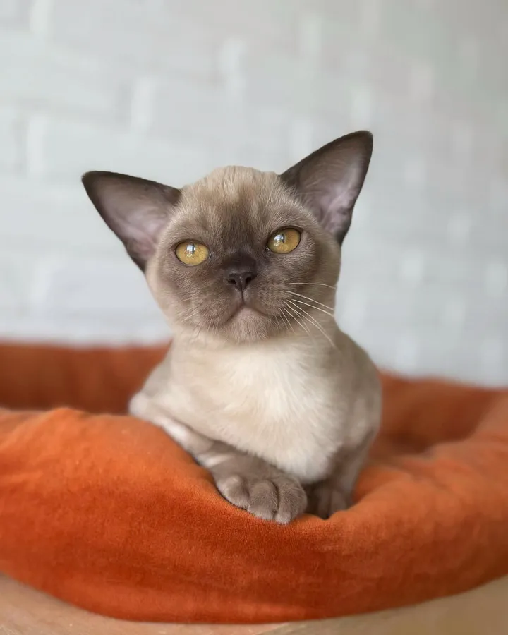 Фото бурмы 1