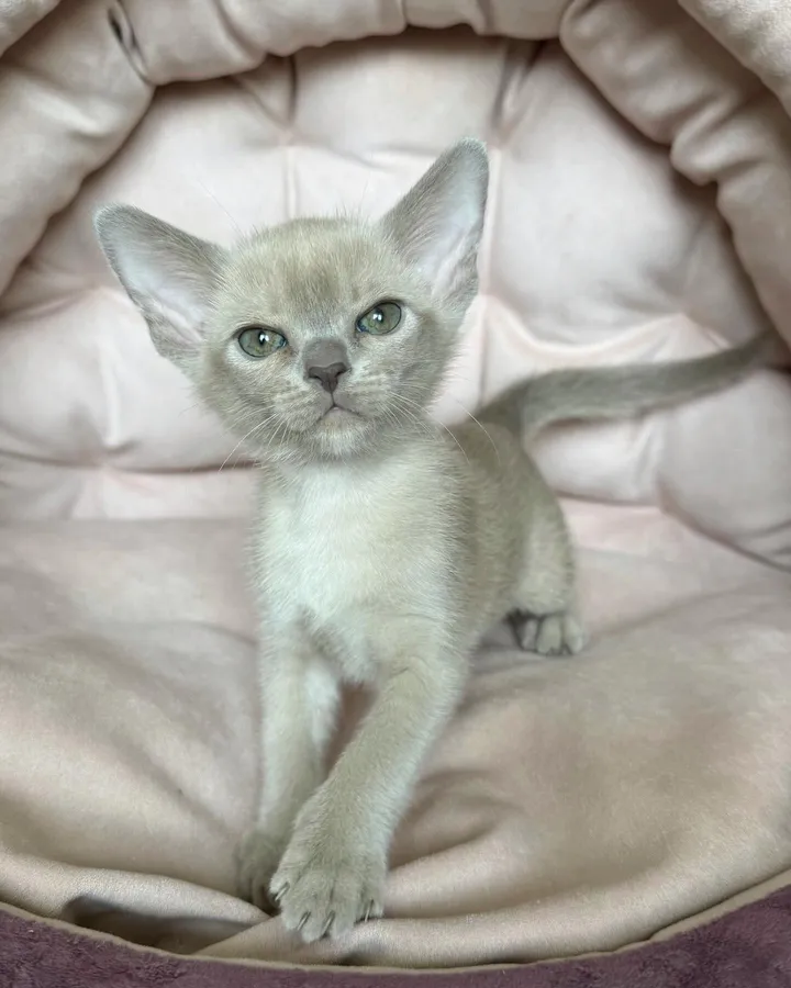 Фото бурмы 2