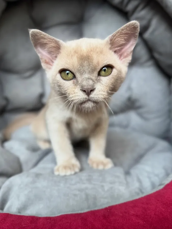 Фото бурмы 3