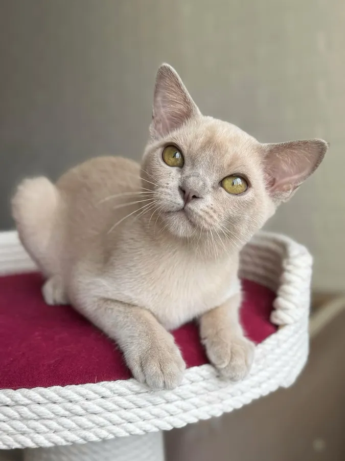 Фото бурмы 4