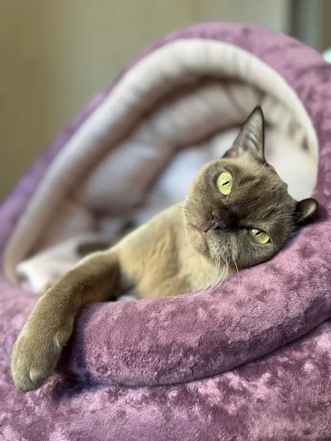 Фото бурмы 6