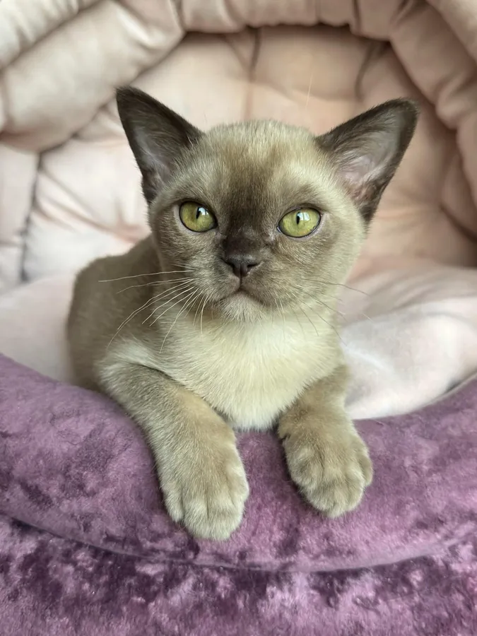 Фото бурмы 7