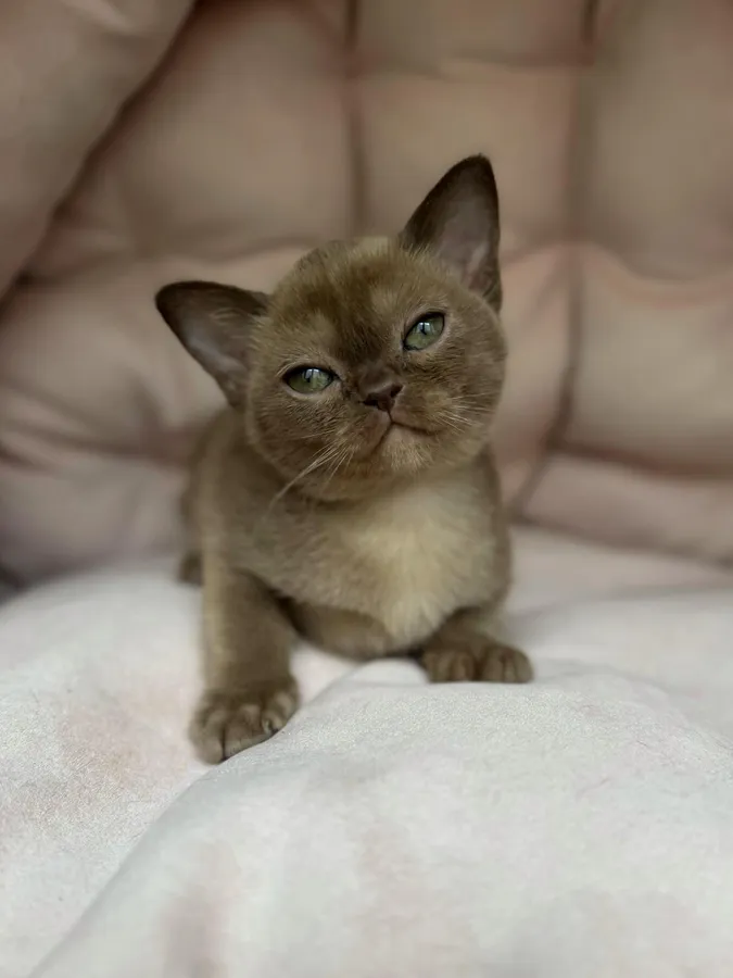 Фото бурмы 8