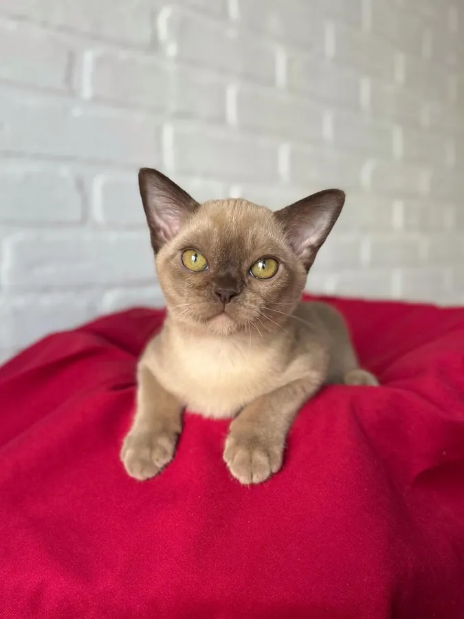 Фото бурмы 9