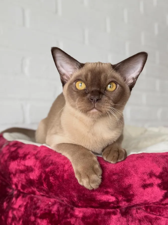 Котенок Tom Yam