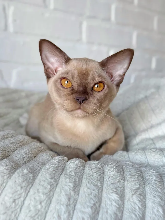 Котенок Tokyo