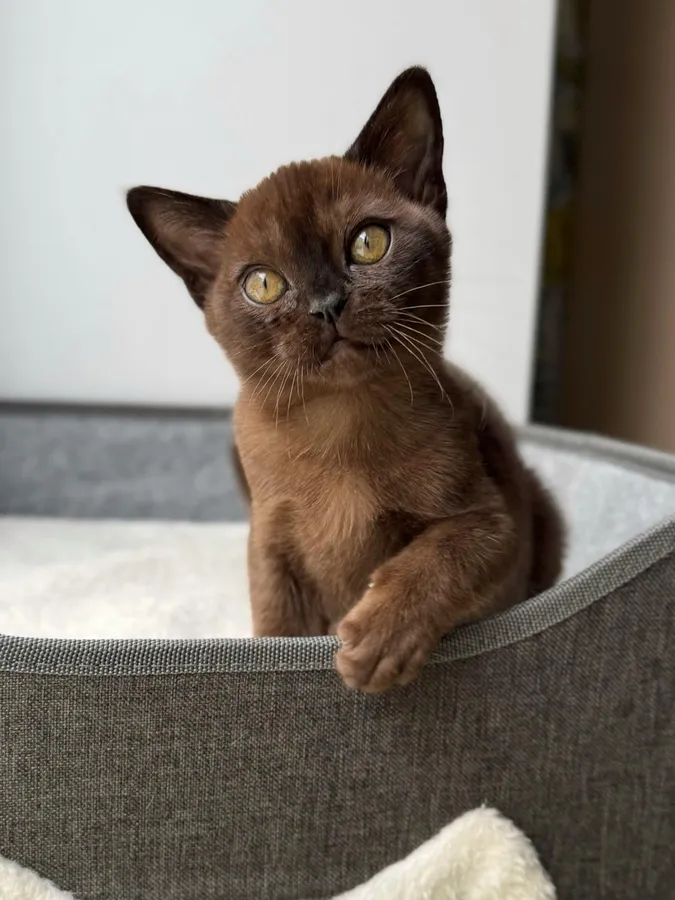 Котенок Sharm