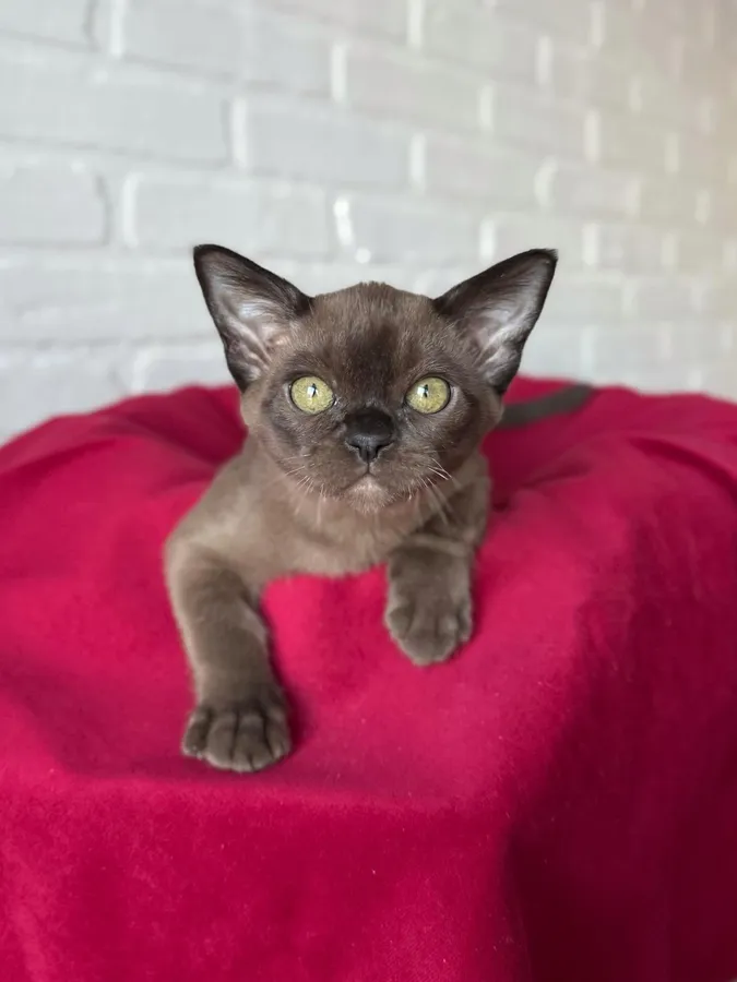 Котенок Тим