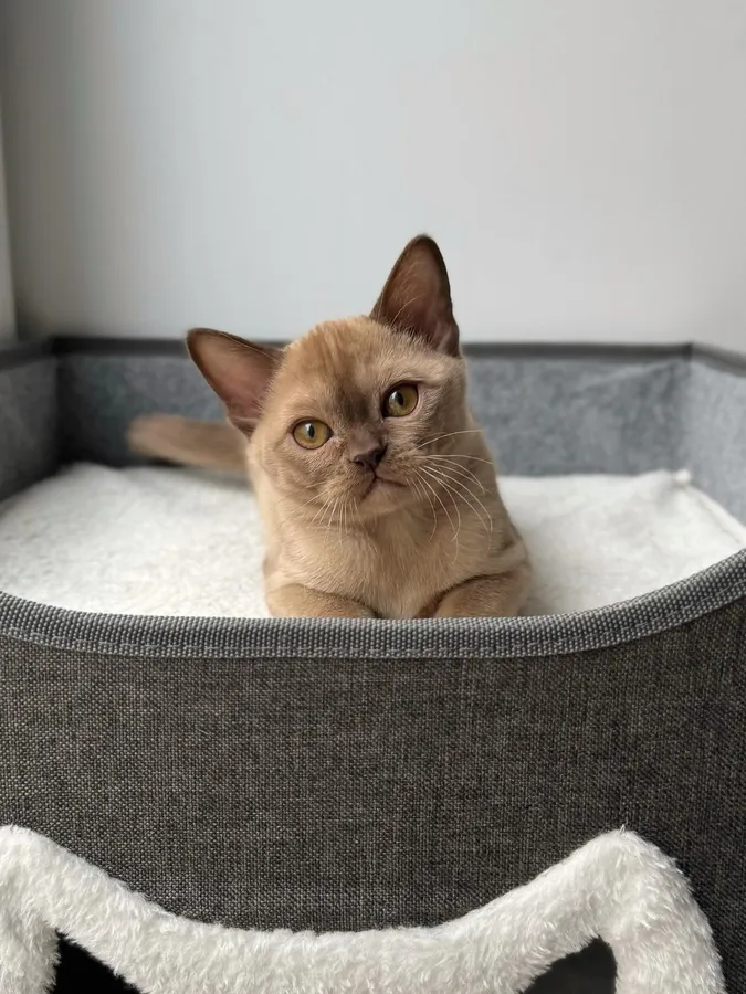 Котенок Shine